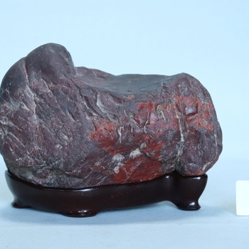 根尾川石[260206]